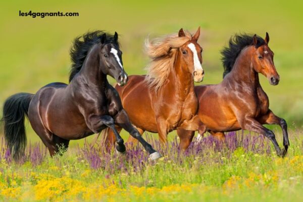 Trio 3 Chevaux 